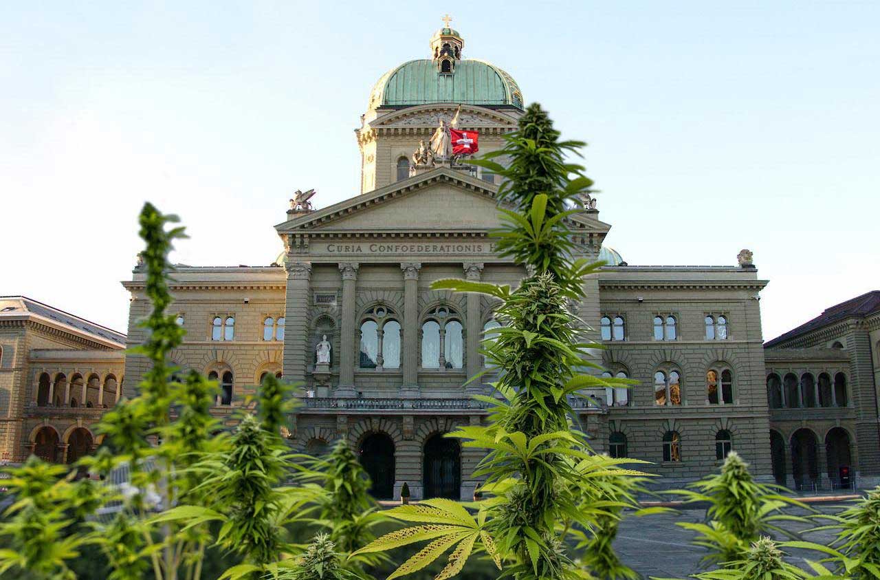 5 Gründe, warum Cannabis in der Schweiz legalisiert werden sollte
